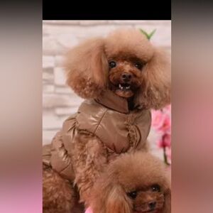 XL Brown Dog Jacket Coat Warm Puffer Vest
Winter Pet Clothes Cozy Large Dog